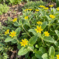 Chrysogonum virginianum – Green and Gold Perennial Flower Seeds