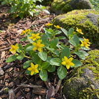 Chrysogonum Virginianum Flower Seeds for Home Garden Perennial Plant