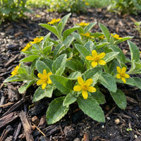 Chrysogonum Virginianum Flower Seeds for planting – Heirloom, Non-GMO, Easy to Grow Perennial Seeds