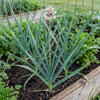 Garlic Plant Variety for Home Garden Growing and Culinary Use