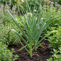 Allium sativum Garlic Plant Variety for Home Garden and Kitchen Gardens