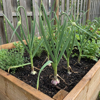 Garlic Plant Variety for Home Garden Growing and Culinary Use