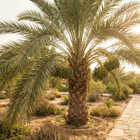 Medjool Date Palm Seeds for Home Garden Growing and Tropical Landscape Use