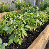 White Tepary Bean Seeds for Home Garden Growing and Dry Climate Cultivation