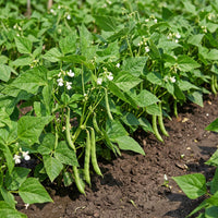 Phaseolus acutifolius White Tepary Bean Seeds for Traditional and Dryland Gardens