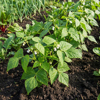 Phaseolus acutifolius White Tepary Bean Seeds for Traditional and Dryland Gardens