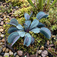 Dionaea muscipula Blue Green Venus Fly Trap Heirloom Carnivorous Plant Variety