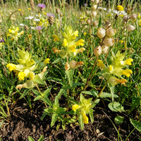 Yellow Rattle Flower Seeds for Planting