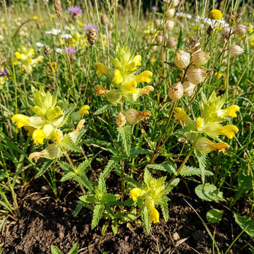 Yellow Rattle Flower Seeds for Planting