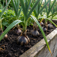 Black Garlic Seeds for Planting Multi-Colour - Heirloom, Non-GMO, Organic Garden Seeds, High Germination