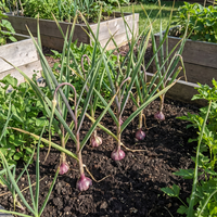 Black Garlic Seeds for Planting Multi-Colour - Heirloom, Non-GMO, Organic Garden Seeds, High Germination