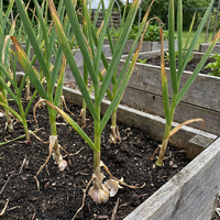 Allium sativum Black Garlic Multi-Colour Variety Seeds for Home Garden Growing