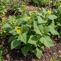 Smallanthus sonchifolius Yacon Vegetable Seeds for Home Garden Cultivation