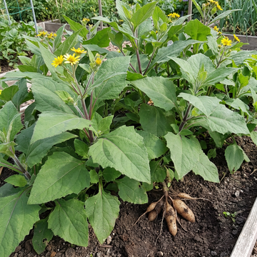 Yacon Vegetable Seeds for Home Garden Cultivation and Traditional Growing