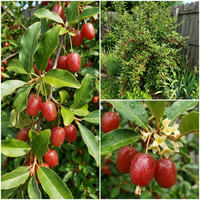 GOUMI Berry Fruit Seeds for Planting – Heirloom Non-GMO, High Germination Organic Garden Seeds