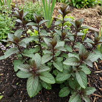 Chocolate Mint Herb Seeds (Mentha × piperita) for Home Garden Growing