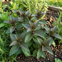 Chocolate Mint Herb Seeds – Heirloom, Non-GMO, Organic Garden Seeds for Planting – High Germination