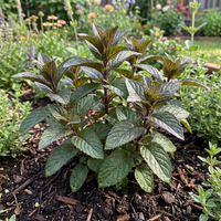 Chocolate Mint Herb Seeds – Heirloom, Non-GMO, Organic Garden Seeds for Planting – High Germination