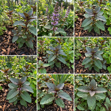 Chocolate Mint Herb Seeds (Mentha × piperita) for Home Garden Growing