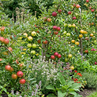 Malus domestica Mixed Apple Seeds for Home Garden Growing and Variety Collection