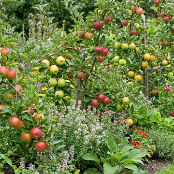Malus domestica Mixed Apple Seeds for Home Garden Growing and Variety Collection