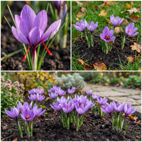 Crocus sativus Saffron Crocus Flower Seeds with Classic Purple Garden Blooms