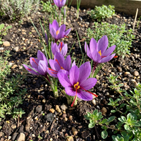 Crocus sativus Saffron Crocus Flower Seeds with Classic Purple Garden Blooms