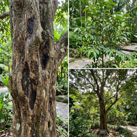 Aquilaria Species Agarwood Tree Seeds for Home Garden and Exotic Tree Collection