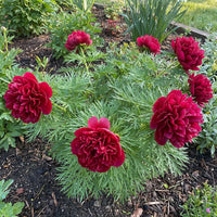 Double Flowering Fernleaf Peony Seeds for Planting - Premium Perennial Seeds