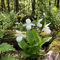 White Lady’s Slipper Flower Seeds (Cypripedium acaule) – Woodland Orchid Variety