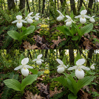 White Lady’s Slipper Flower Seeds – Rare Woodland Orchid with Elegant Spring Blooms