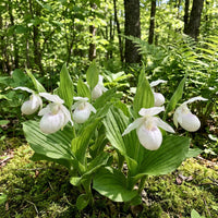 Cypripedium acaule White Lady’s Slipper Flower Seeds for Planting – Heirloom, Non-GMO, High Germination Seeds