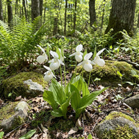 Cypripedium acaule White Lady’s Slipper Flower Seeds for Planting – Heirloom, Non-GMO, High Germination Seeds