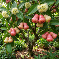 Rose Apple Fruit Seeds – Heirloom Non-GMO, High Germination Seeds for Planting Juicy Water Apples
