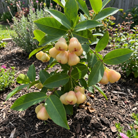 Rose Apple Fruit Seeds – Heirloom Non-GMO, High Germination Seeds for Planting Juicy Water Apples