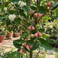 Syzygium jambos Fruit Variety for Tropical and Subtropical Gardens give description