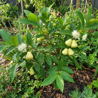Rose Apple Fruit Variety for Home Gardens with Juicy, Crisp Water Apple Flesh
