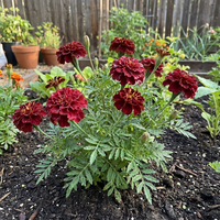 Dark Red Marigold Flower Seeds for Planting – Heirloom, Non-GMO, Organic Garden Seeds with High Germination