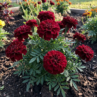 Tagetes erecta Dark Red Marigold Flower Seeds for Home Garden Beds and Borders