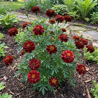Dark Red Marigold Flower Seeds for Home Garden Beds, Borders, and Seasonal Displays