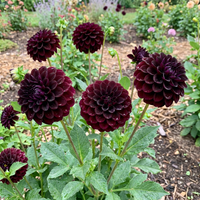 Black Pompon Dahlia Flower Seeds for Home Garden Decorative Blooming Plants