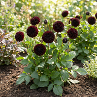 Dahlia pinnata Black Pompon Variety Flower Seeds for Decorative Garden Display