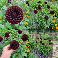 Black Pompon Dahlia Flower Seeds – Heirloom Non-GMO Seeds for Planting, High Germination Organic Garden Blooms