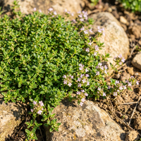 Thymus serpyllum Orange Creeping Thyme Seeds for Drought Tolerant Ground Cover Landscaping