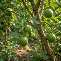 Green Bel Bilva Patra Bael Fruit Seeds for Home Garden Tree Cultivation