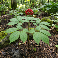 Korean Ginseng (Panax ginseng) Seeds for Planting – Heirloom, Non-GMO Medicinal Herb for Energy, Immunity & Vitality
