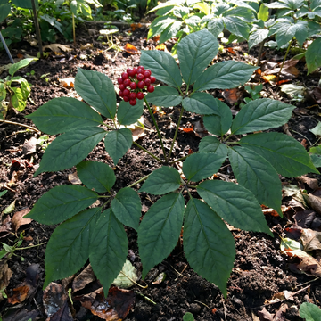 Korean Ginseng (Panax ginseng) Seeds for Planting – Heirloom, Non-GMO Medicinal Herb for Energy, Immunity & Vitality