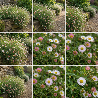 Erigeron karvinskianus Mexican Daisy Flower Seeds for Garden Borders and Ground Cover