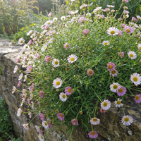 Erigeron Karvinskianus Seeds for Planting – Heirloom, Non-GMO Daisy, High Germination Organic Garden Seeds