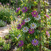Mixed Passion Flower Seeds for Planting Perfect for Borders Heirloom & GMO Free Seeds for Home Garden
 
 Sale